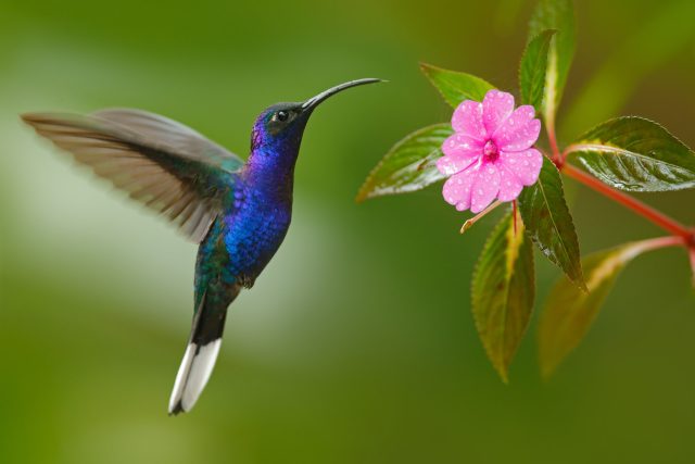 Kolibřík je podivuhodný ptáček | foto: Shutterstock