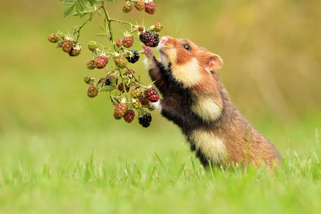 Křeček polní si pochutná nejen na zrní | foto: Shutterstock