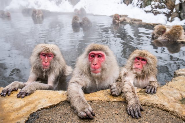 Oblíbenou činností japonských sněžných opic je koupání v teplých pramenech | foto: Shutterstock