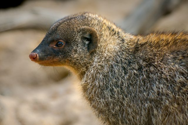 Neposedná mangusta | foto: Shutterstock