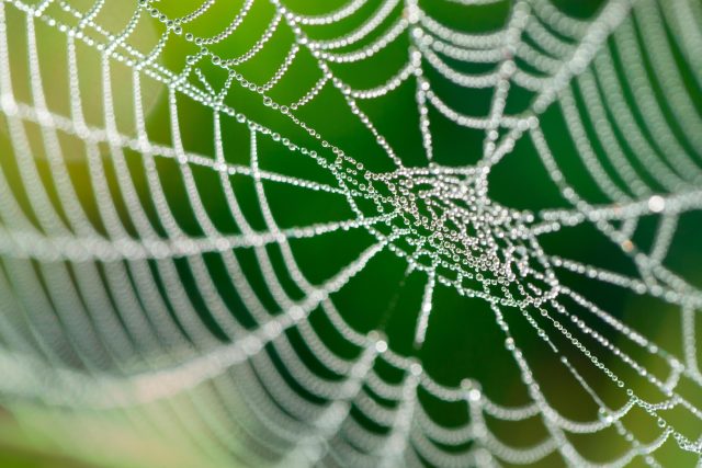 Co všechno dokáží pavouci? | foto: Shutterstock
