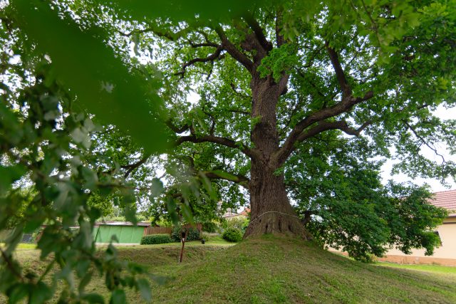 Lukavický dub se stal vítězem ankety Strom roku 2024 | foto: Lucie Mojžíšová,  Strom roku