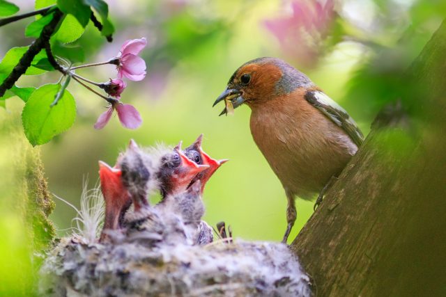 Ne každé ptáče,  které vypadne z hnízda,  potřebuje lidskou pomoc | foto: Shutterstock