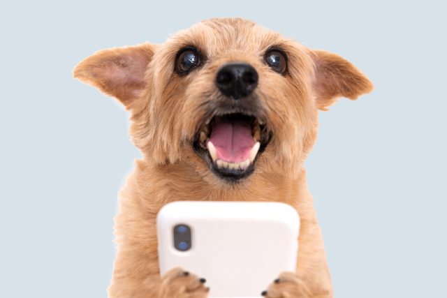 Chtěli byste,  aby vám váš pes volal? | foto: Shutterstock